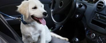 shedding dog in car