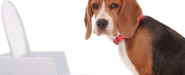 constipated dog given miralax