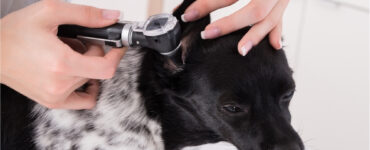 vet checking dog with hot ears