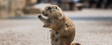 groundhog standing