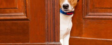 scared dog