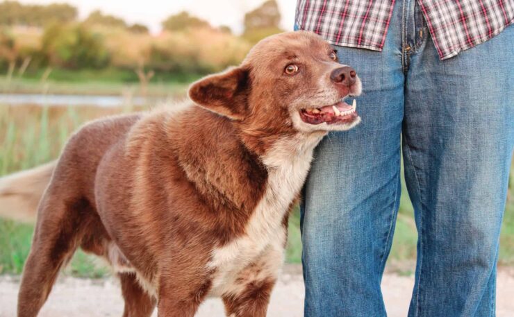 How Do Dogs Show Affection Signs That Your Dog Loves You Superb Dog