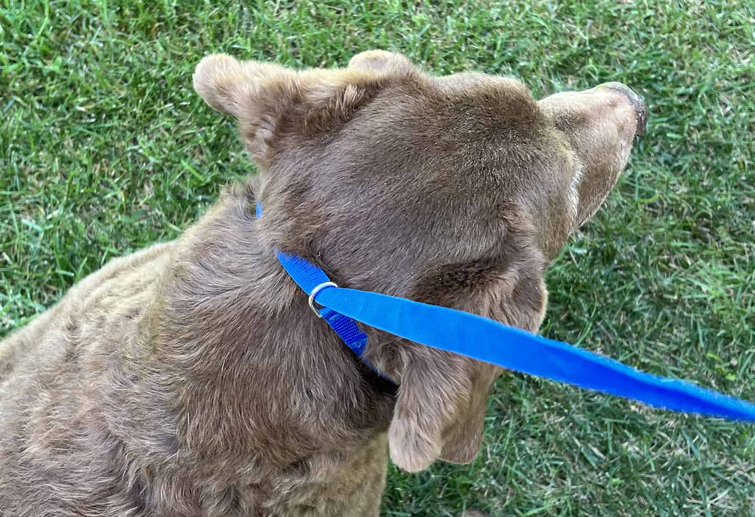 thumbnail image 2 of Guardian Gear Heavy Duty Poly Slip Lead Bulk Pack For Dogs, 5ft, Perfect For Shelters, Rescue, Kennels, Groomers, Handlers 2 of 3