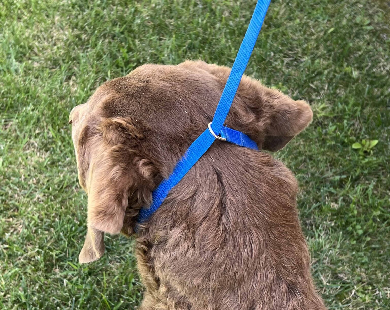 How to Use a Slip Lead on a Dog (With Photos!) Superb Dog