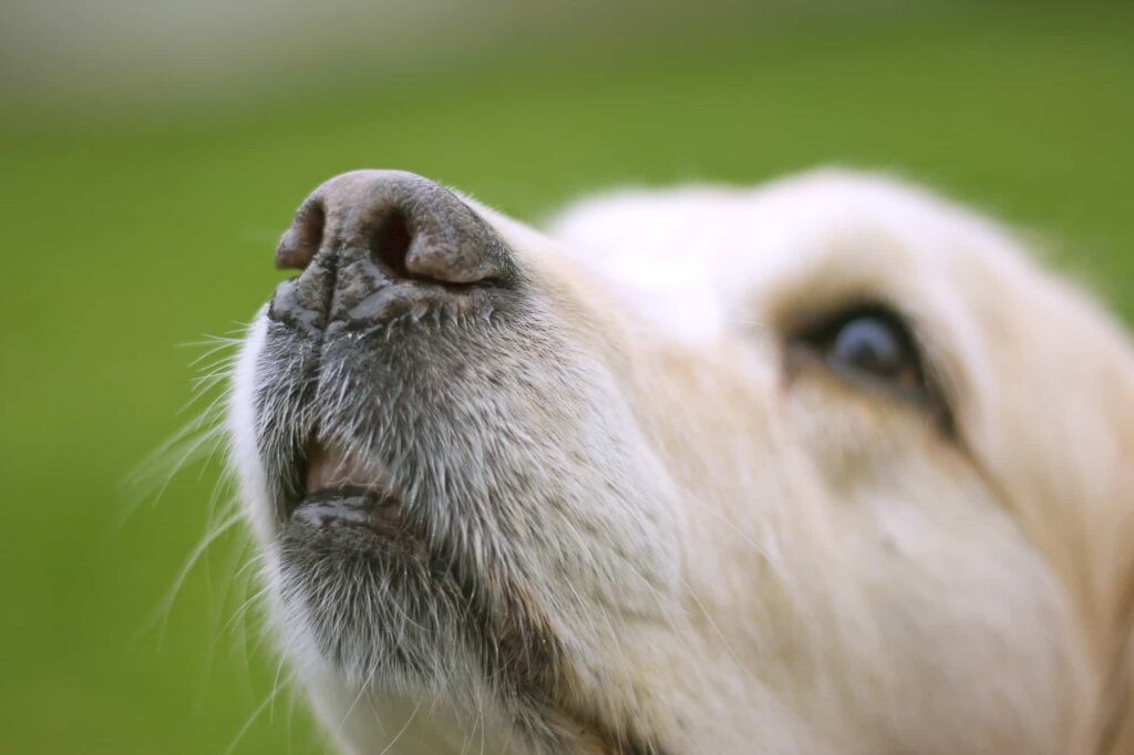 Can You Cut a Dog’s Whiskers? (And Why Do They Have Them)?