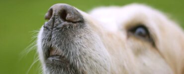 dog whiskers