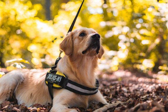 What tasks do ptsd service dogs perform superb dog