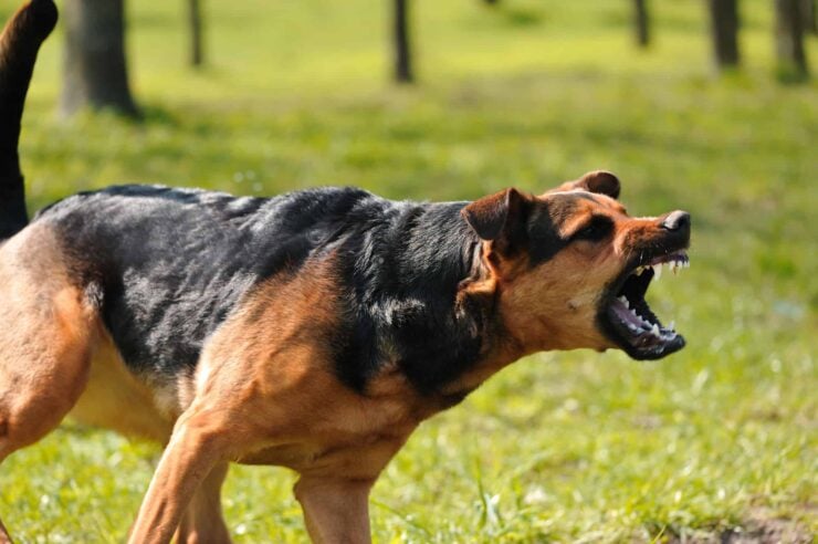 dog baring teeth to bite